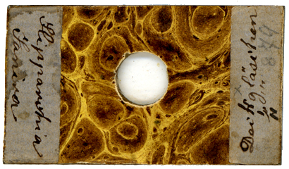 Probeobjekt f&uuml;r Mikroskop Kellner's Nachfolger Fr. Belthle in Wetzlar Nr. 879