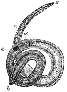 Darstellung der Lehre von den Trichinen, mit R&uuml;cksicht auf die dadurch gebotenen Vorsichtsma&szlig;regeln, f&uuml;r Laien und Aerzte; Rud.Virchow; erste Auflage; Verlag von Georg Reimer; Berlin; 1864: Fig. 5